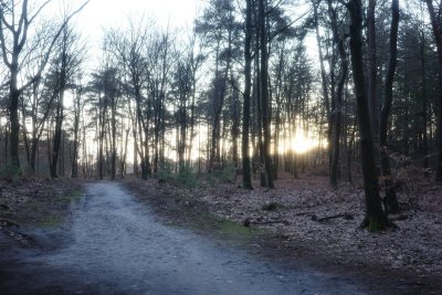 Dit is de langste boswandeling van Nederland